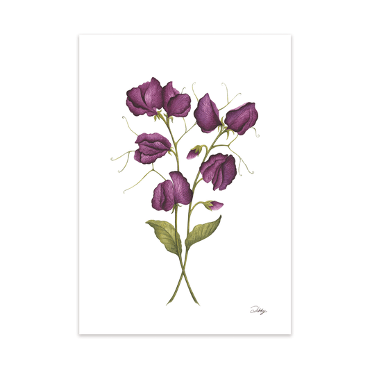 “Black Knight” Sweet Pea Print