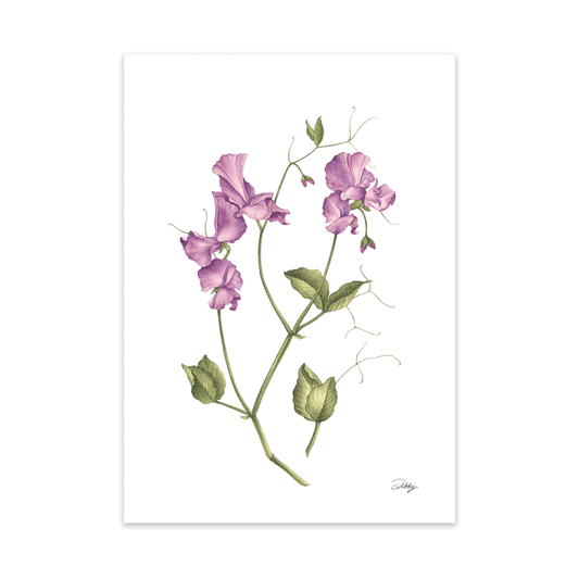 “Royal Blue” Sweet Pea Print