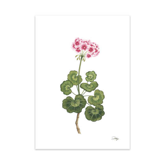 “Allure Light Pink” Geranium Print