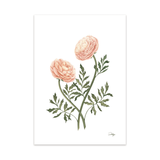 “Butterfly Charis" Ranunculus Print