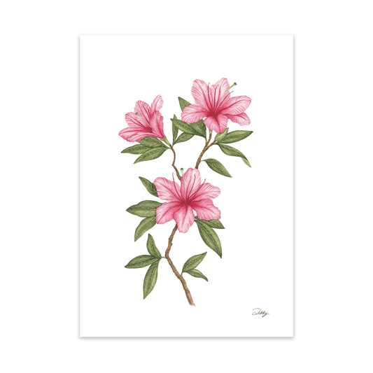 “Blaauw’s Pink” Azaleas Print
