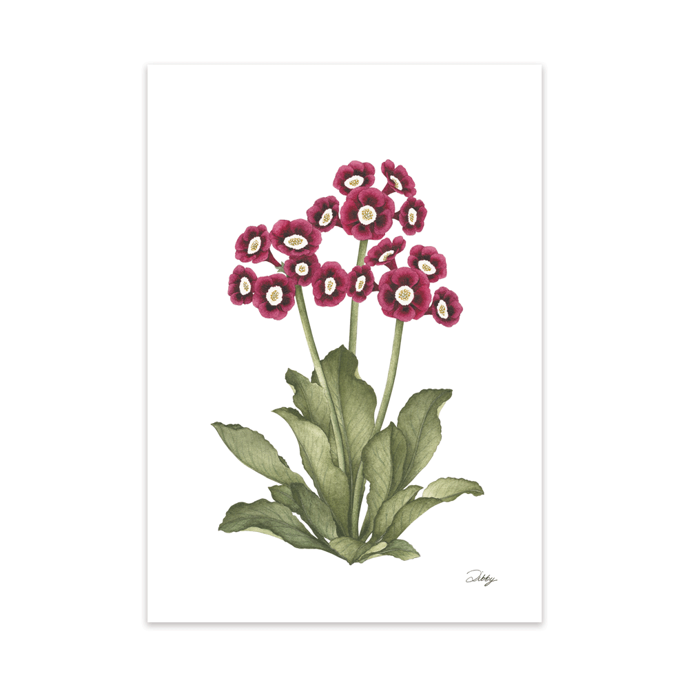 “Danessa Burgundy” Primrose Print