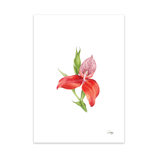 Red Disa Uniflora Print