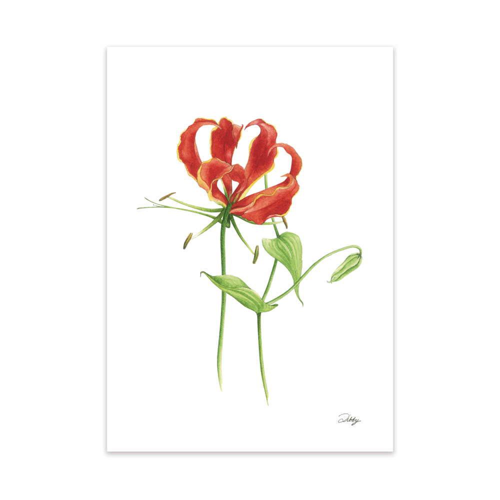 Flame Lily Print