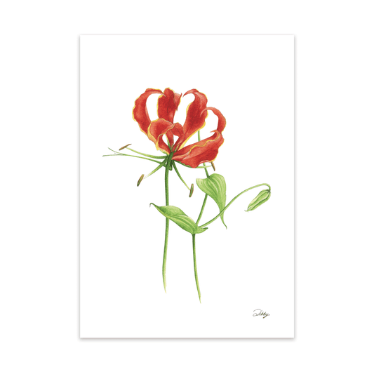 Flame Lily Print