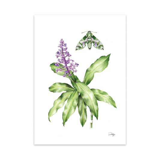 Blue Ginger plant with Oleander Hawk Moth Print