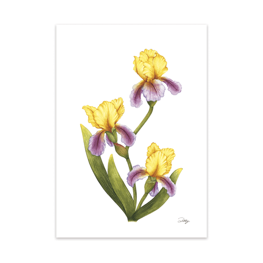 "Edith Wolford" Iris Print
