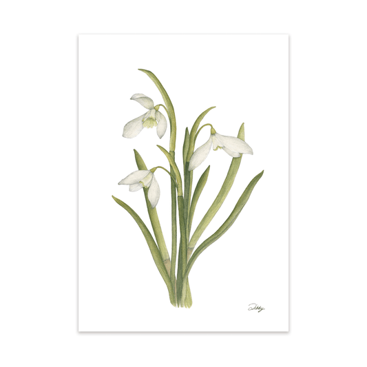 "Primrose Warburg” Snowdrops Print