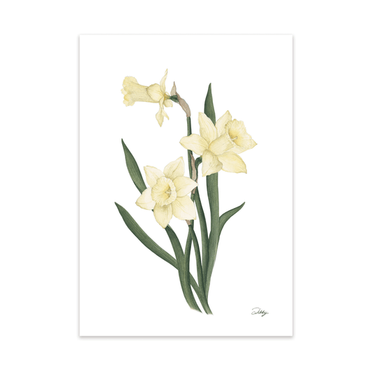 Narcissus "Bergerac" Print