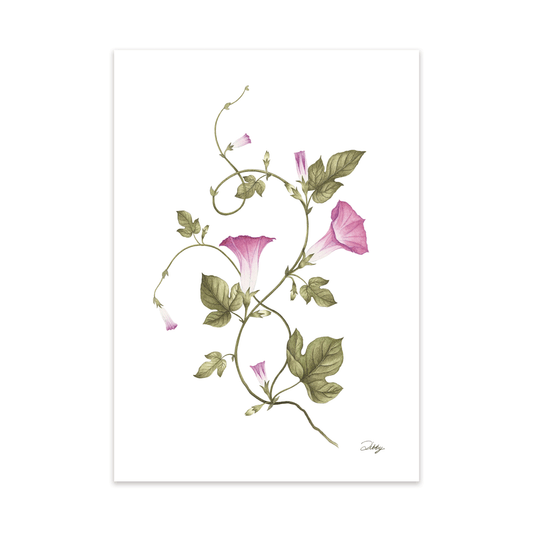 “Pink Royals” Morning Glory Print
