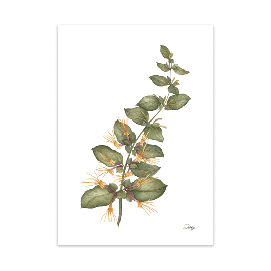 “Goldflame” Honeysuckle Print