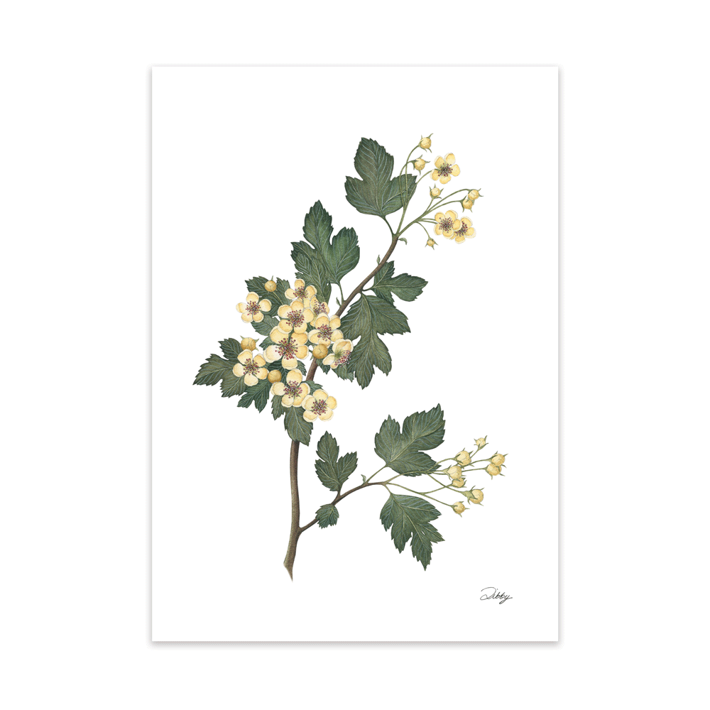 “Lavalle” Hawthorn Print