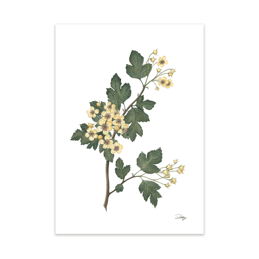 “Lavalle” Hawthorn Print
