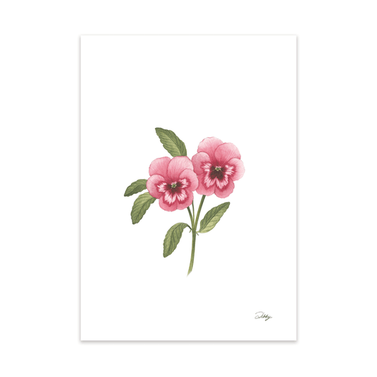 Pansy "Burgundy-Pink" Print