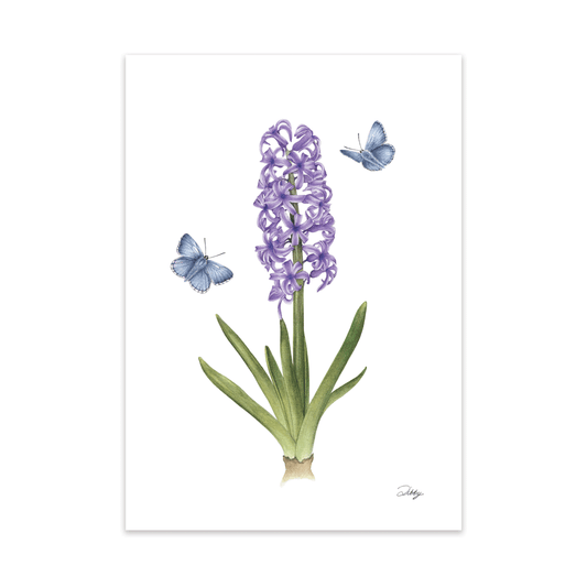Hyacinth "Splendid Cornelia" Print