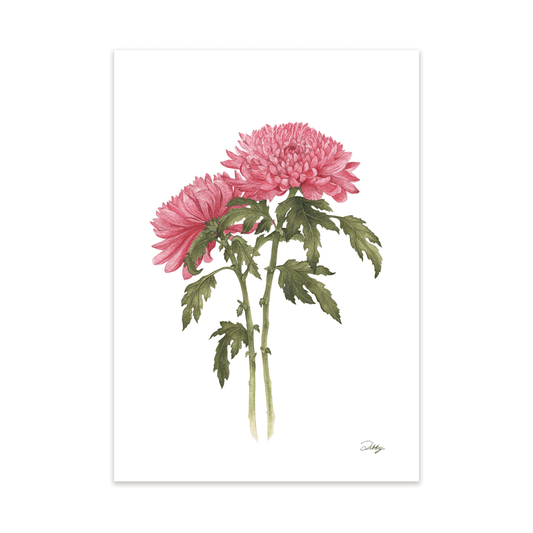 Rare Pink Chrysanthemum Print