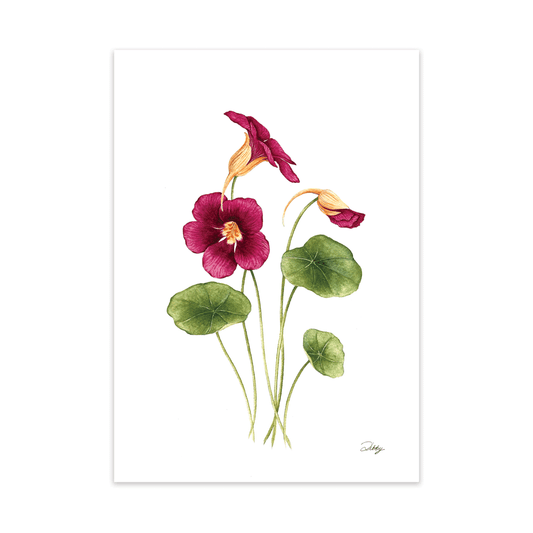 "Black Velvet' Nasturtiums Print
