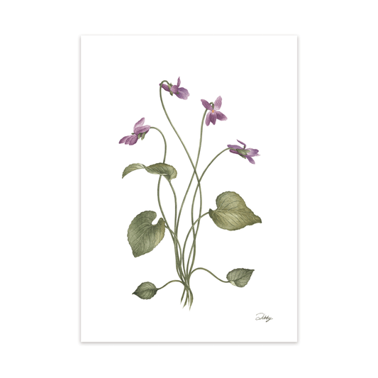 Purple Violets Print