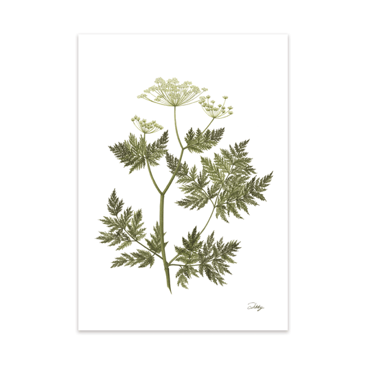 Sweet Cicely Print