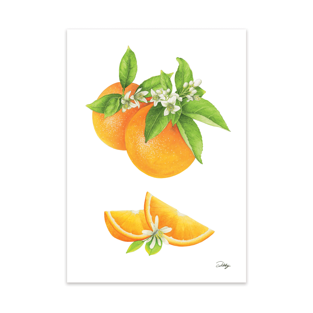 Oranges Botanical Study Print