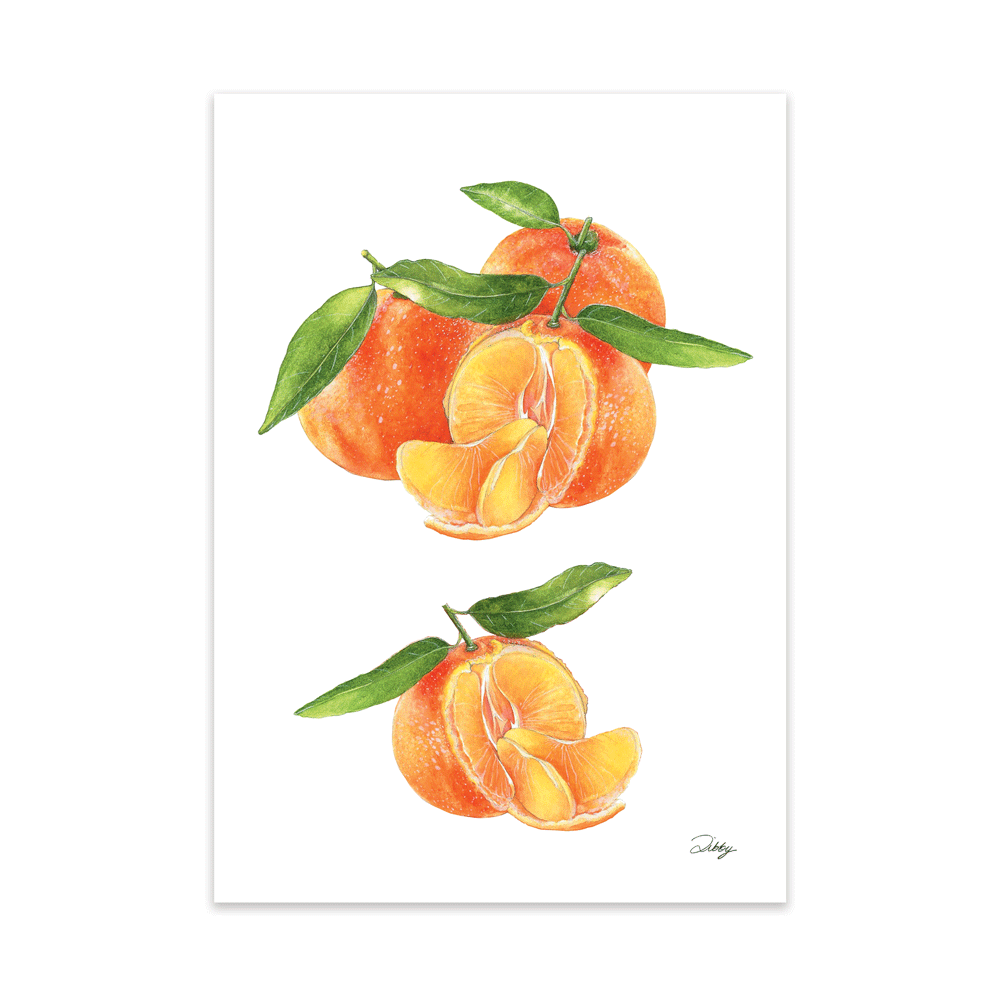 Naartjies Botanical Study Print
