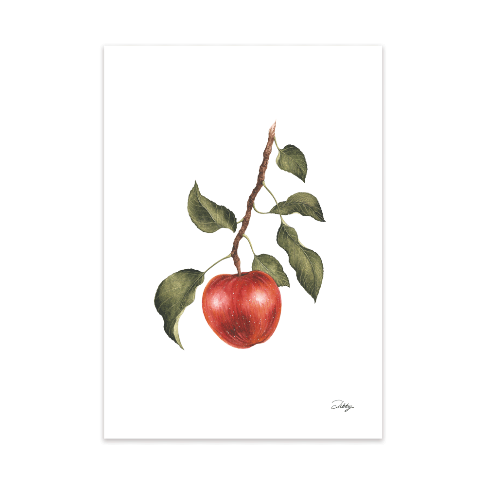 Apple Botanical Study Print