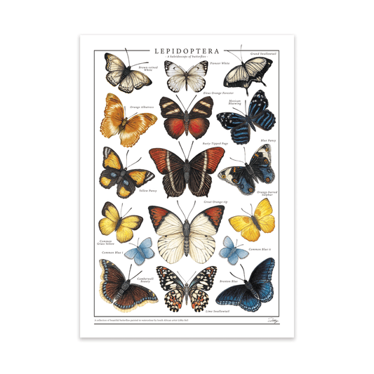 Lepidoptera Print