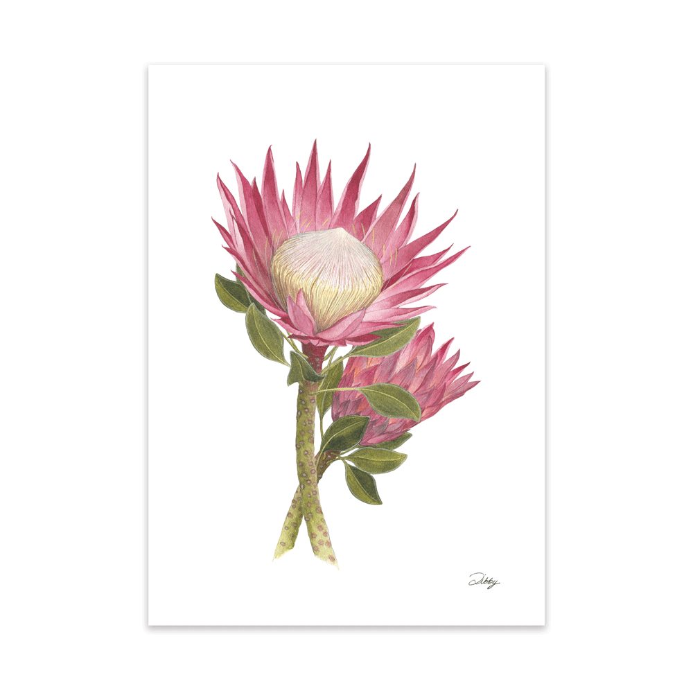 King Protea (Cynaroides) Print