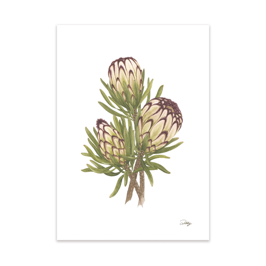 Black Niobe Protea (Nerifolia) Print