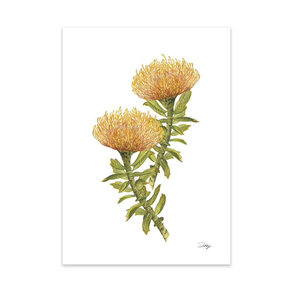 Pincushion Protea (Leucospermum) Print
