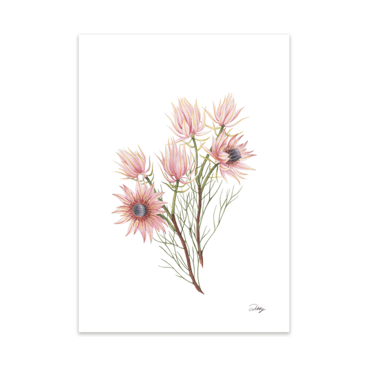 Blushing Bride Protea (Serruria Florida) Print