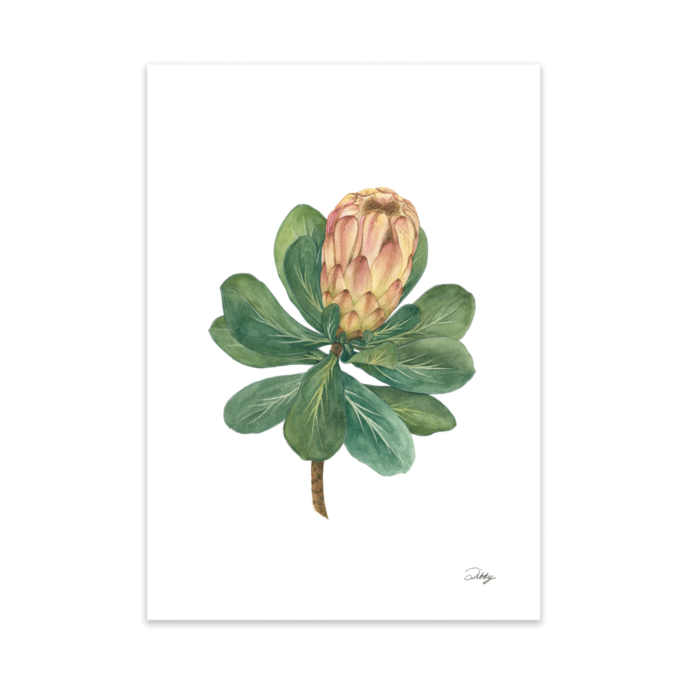 Limestone Sugarbush (Obtusifolia) Print
