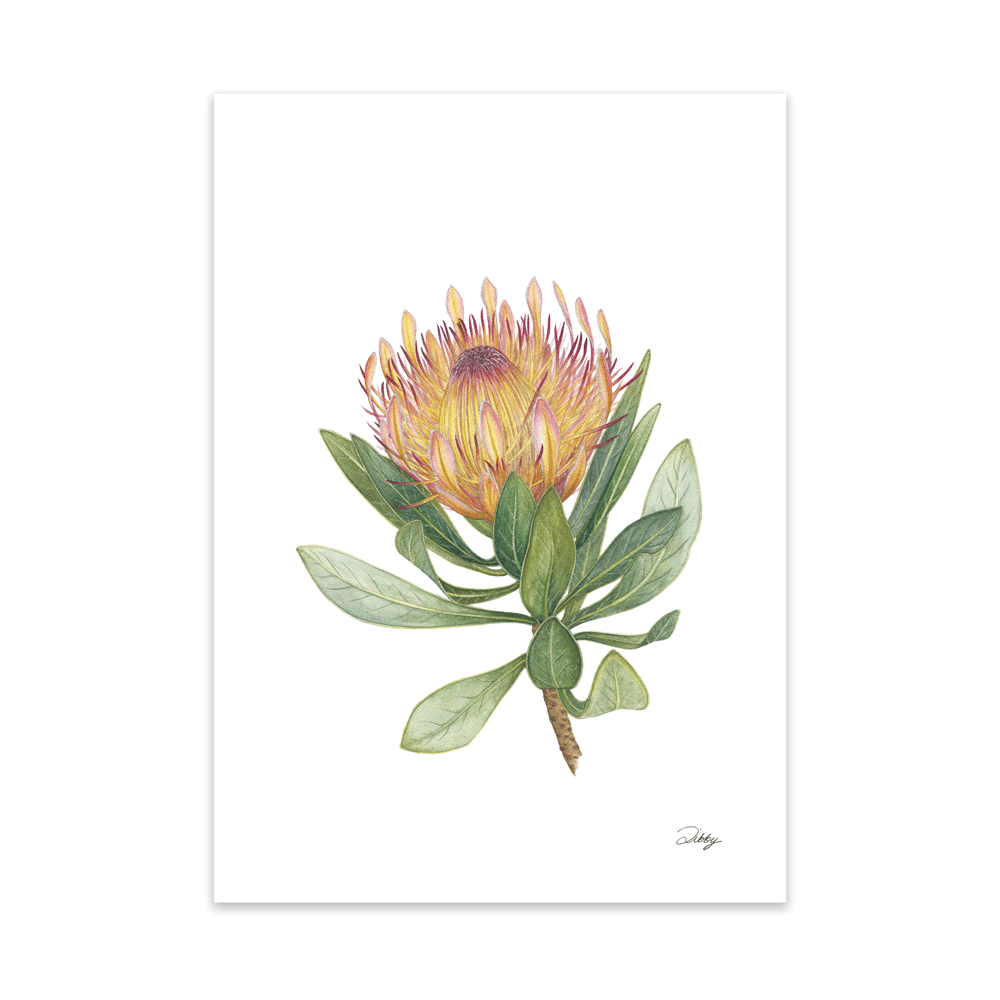 Dwarf Silver Sugarbush (Roupelliae) Print