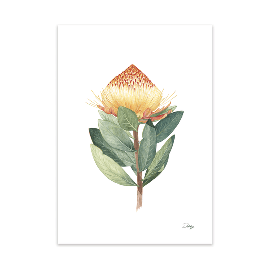 Common Yellow Sugarbush (Caffra) Print