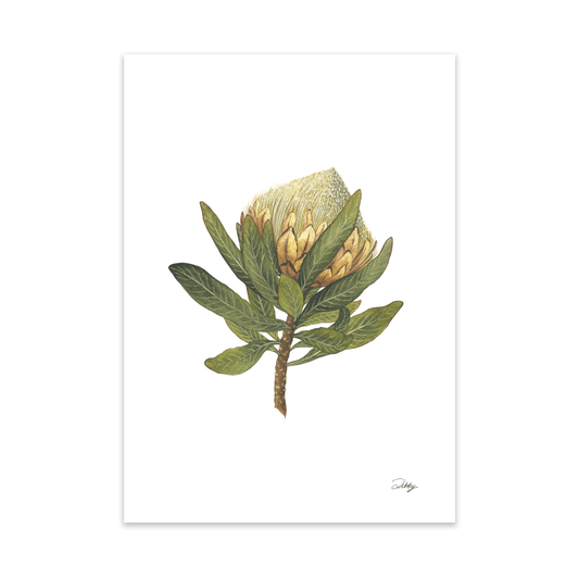 Saddleback Sugarbush (Comptonii) print