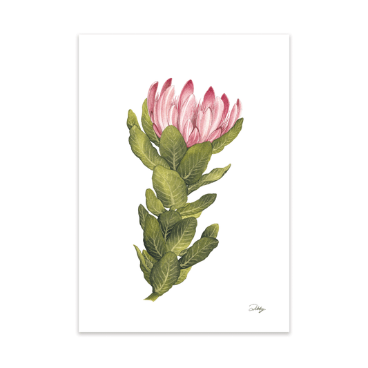 Bot-River protea (Compacta) Print