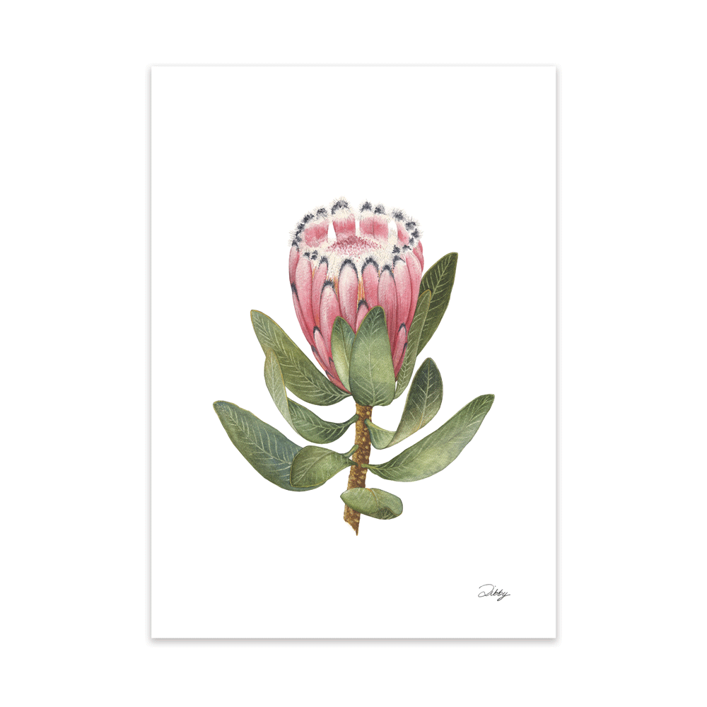 Grey-Leaf Sugarbush (Laurifolia)