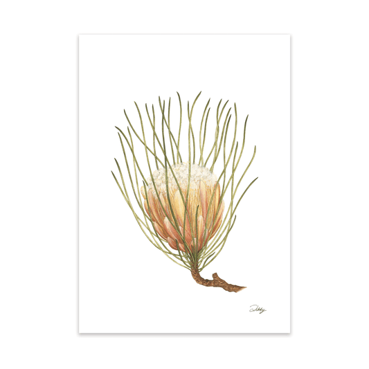 Channel-leaf Protea (Scorzonerifolia) Print