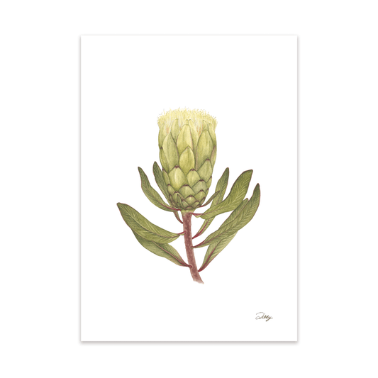 Forest Sugarbush (Mundii) Print