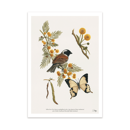 Cape Sparrow with Fever Tree Study Print