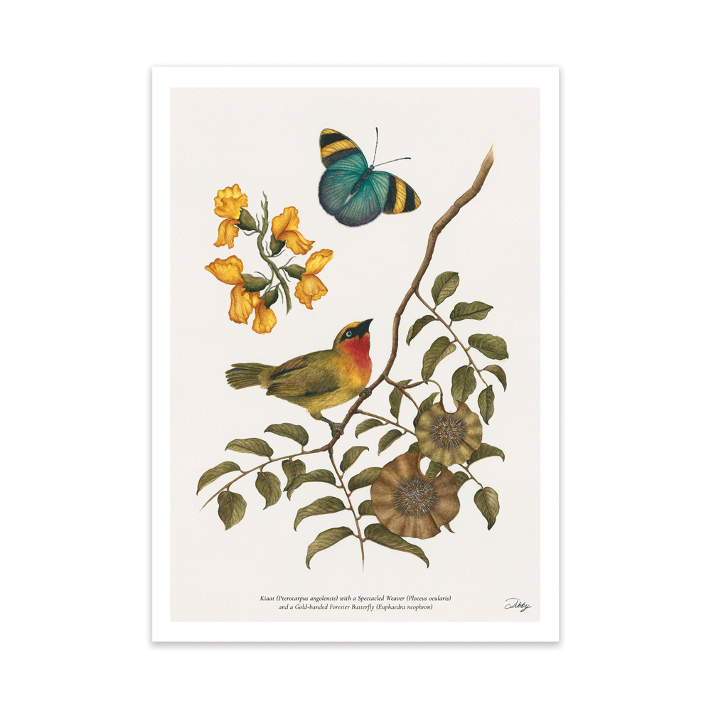 Spectacled Weaver with Kiaat Study Print