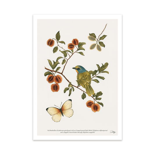 Orange-breasted Bush Shrike with Red Bushwillow Study Print