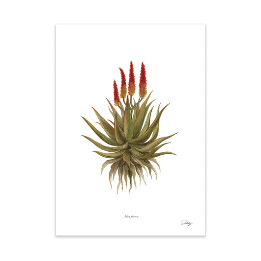 Aloe Ferox Print