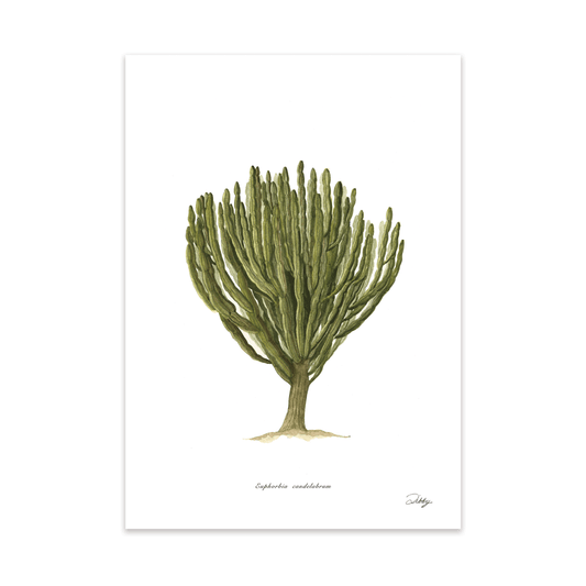 Euphorbia Candelabra Print