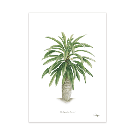 Pachypodium Lamerai Print
