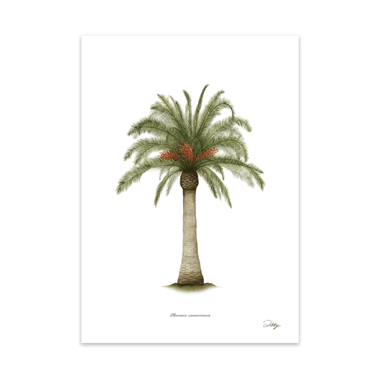 Phoenix Canariensis Print