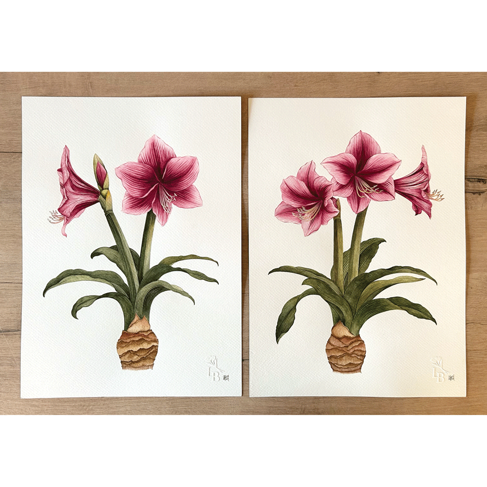 Striated Burgundy Pygmy Amaryllis Pair - Two Unframed Original Paintings