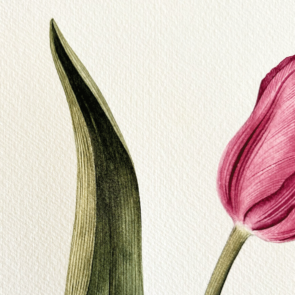 Striated Burgundy Tulip with yellow butterfly- Unframed Original Painting