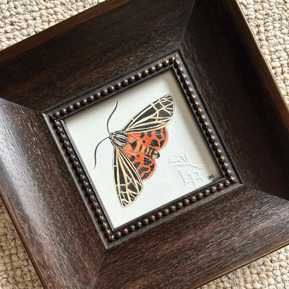 Virgin Tiger Moth  - Framed Original Painting