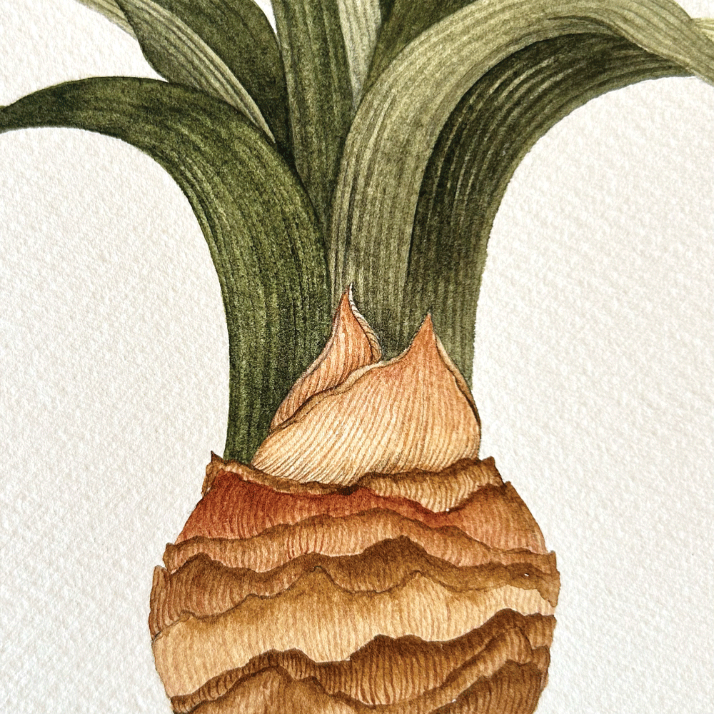 Striated Burgundy Pygmy Amaryllis Pair - Two Unframed Original Paintings